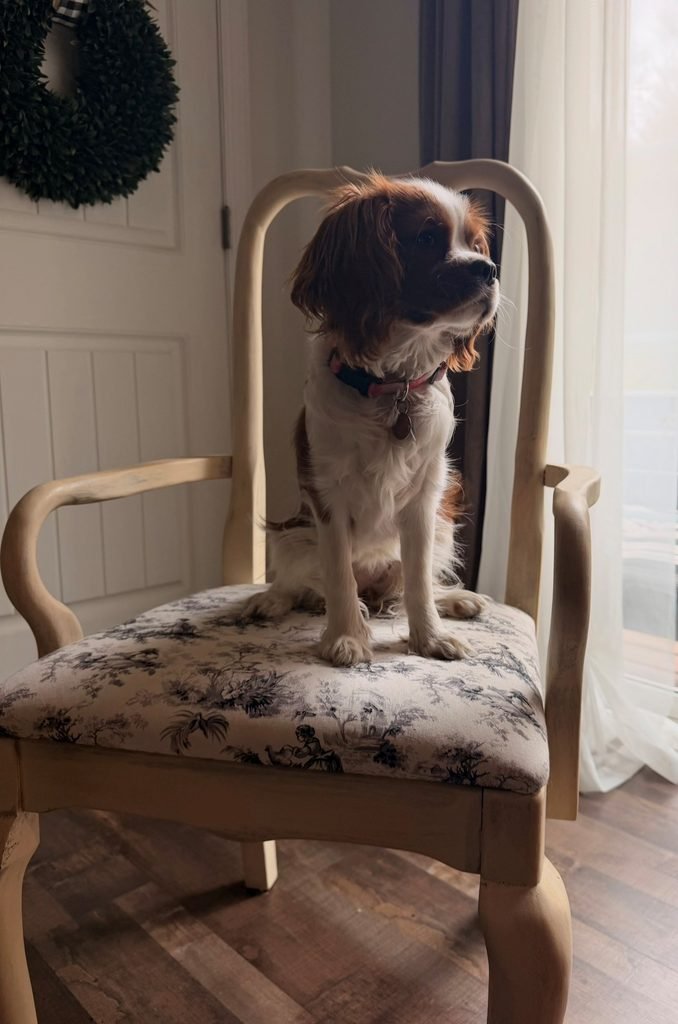 French country toile dining chair, and Sadie