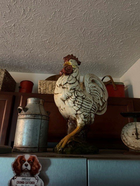 Henri the rooster